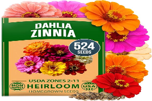 HOME GROWN Zinnia Dahlia Seeds Pack for 2026 Non GMO 524 Flower Seeds | Vibrant Zinnia Elegans for Pollinator Gardens, Borders & Containers | Easy-to-Grow Outdoor Blooms